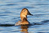 Canvasback